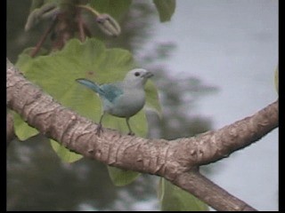 Blue-gray Tanager (Blue-gray) - ML201238041