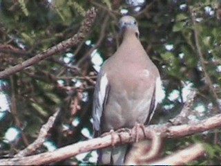 White-winged Dove - ML201238141