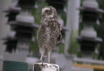 Burrowing Owl (grallaria) - ML201238151