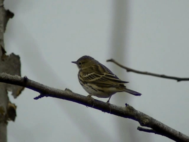 Meadow Pipit - ML201238201