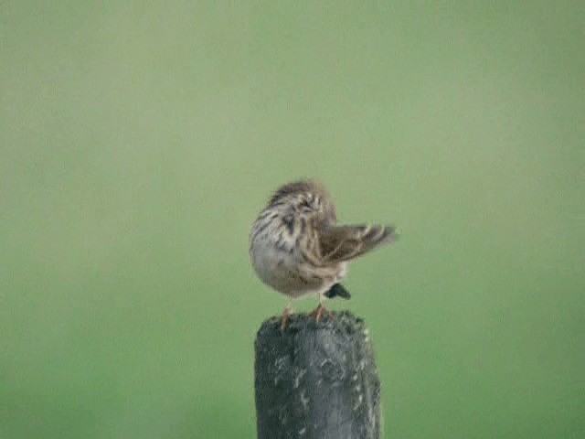 Meadow Pipit - ML201238211