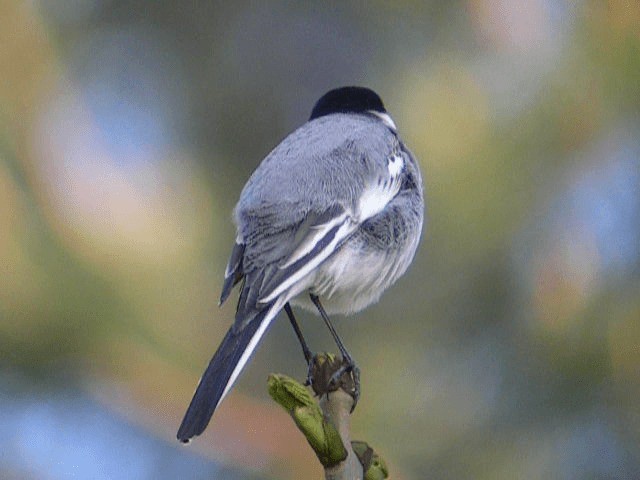 White Wagtail (White-faced) - ML201238281