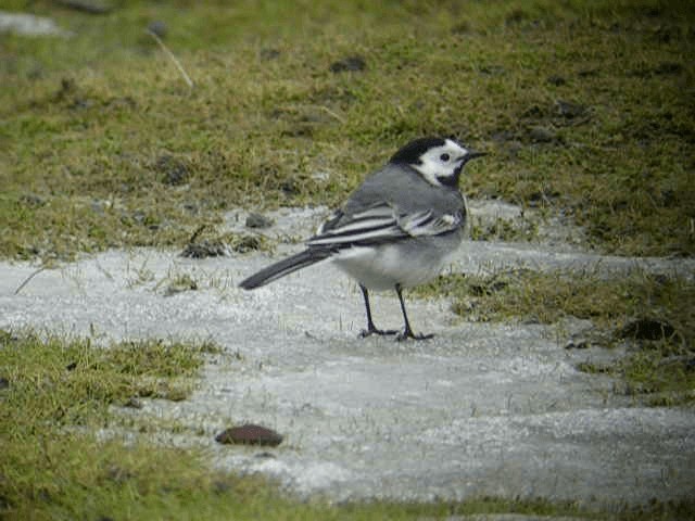 White Wagtail (White-faced) - ML201238291