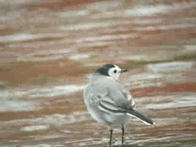 White Wagtail (White-faced) - ML201238301