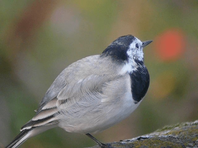 White Wagtail (White-faced) - ML201238311