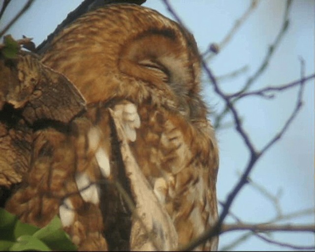 Tawny Owl - ML201238801