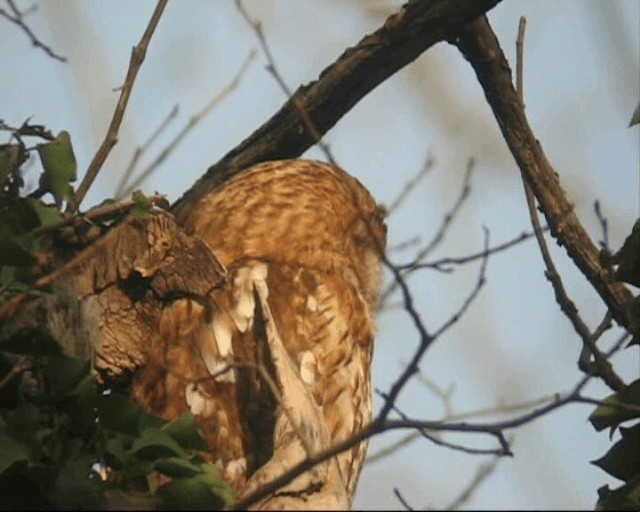 Tawny Owl - ML201238821
