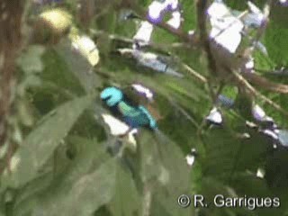 Blue-necked Tanager - ML201239431