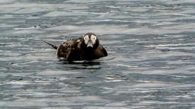 Long-tailed Duck - ML201239451
