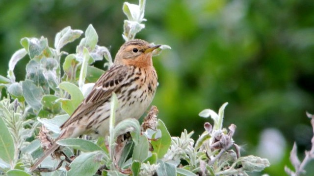 Red-throated Pipit - ML201239591