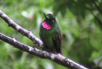 kolibřík brazilský - ML201239991