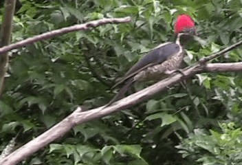 Lineated Woodpecker (Lineated) - ML201240061