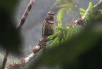 Crescent-chested Puffbird (Greater) - ML201240141