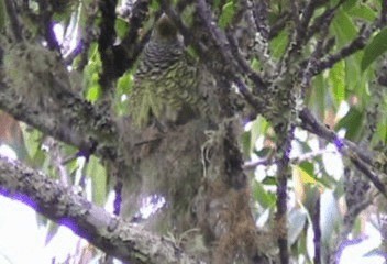 Swallow-tailed Cotinga (Swallow-tailed) - ML201240231