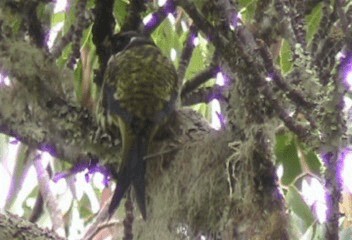 Swallow-tailed Cotinga (Swallow-tailed) - ML201240251