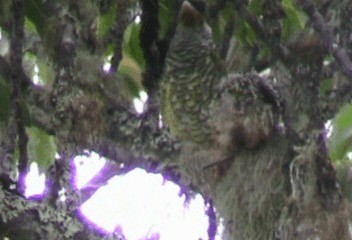 Swallow-tailed Cotinga (Swallow-tailed) - ML201240261