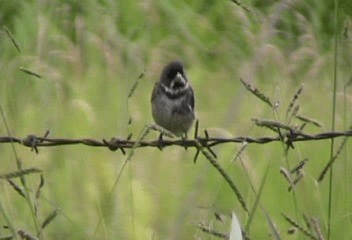 Double-collared Seedeater - ML201240281