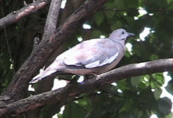 White-winged Dove - ML201240341