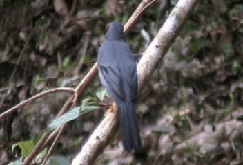 Black-faced Solitaire - ML201240461