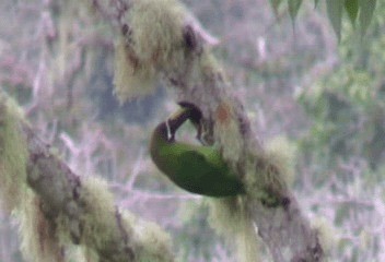 Northern Emerald-Toucanet (Blue-throated) - ML201240551