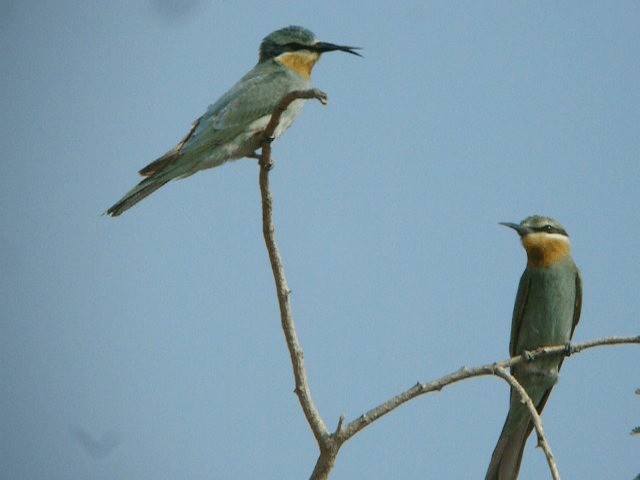 Blue-cheeked Bee-eater - ML201240931