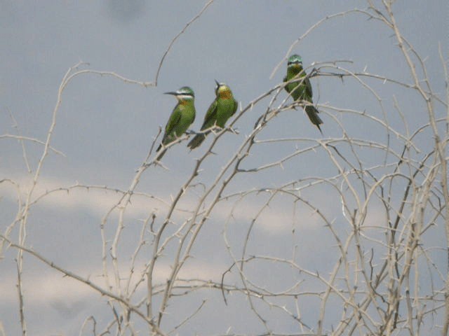 Blue-cheeked Bee-eater - ML201240961