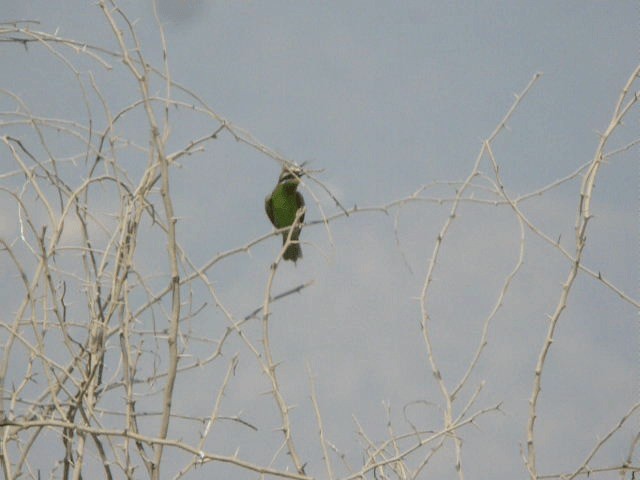 Blue-cheeked Bee-eater - ML201240971