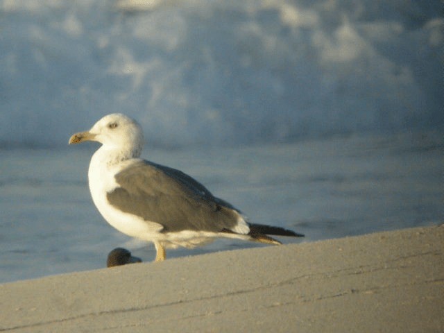 Lesser Black-backed Gull (Heuglin's) - ML201241071