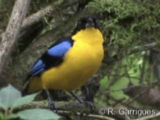 Blue-winged Mountain Tanager (Blue-winged) - ML201241201