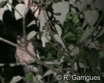 Band-bellied Owl - ML201241281