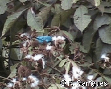 Golden-naped Tanager (Golden-naped) - ML201241351