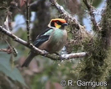 Flame-faced Tanager (Yellow-faced) - ML201241371