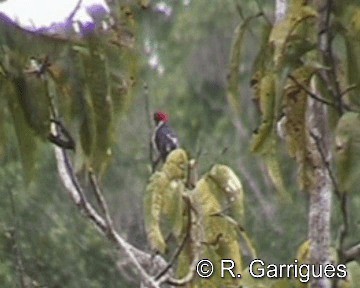 Red-capped Cardinal (Red-capped) - ML201241501
