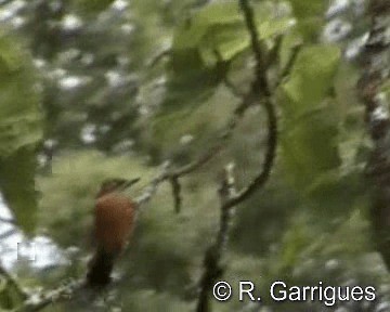 Red-rumped Woodpecker - ML201241511