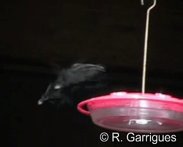 Усатый колибри-отшельник - ML201241711