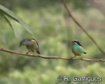 Black-faced Dacnis (Yellow-tufted) - ML201241751
