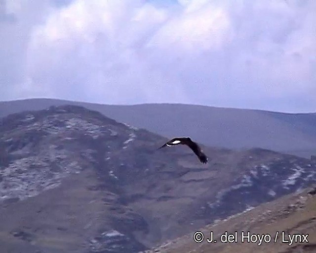 Mountain Caracara - ML201241811