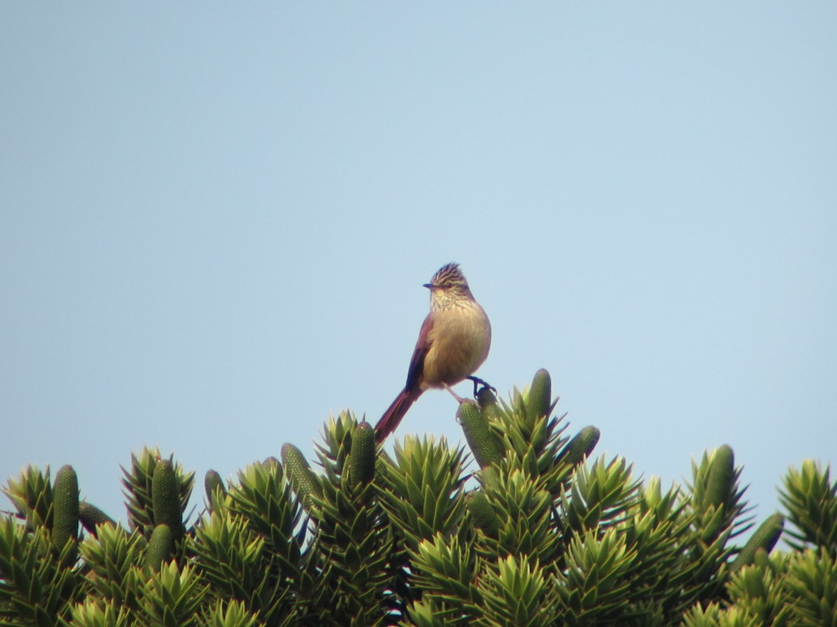 Araucaria Tit-Spinetail - Dave Slager