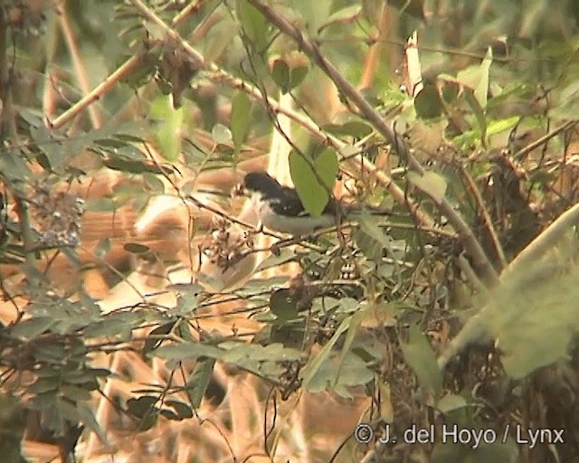 White-bellied Seedeater - ML201242221