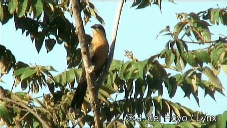 Mangrove Cuckoo - ML201243011