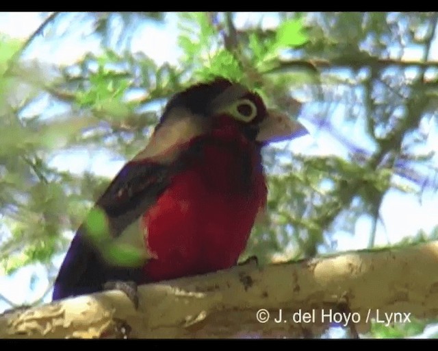 Double-toothed Barbet - ML201243051