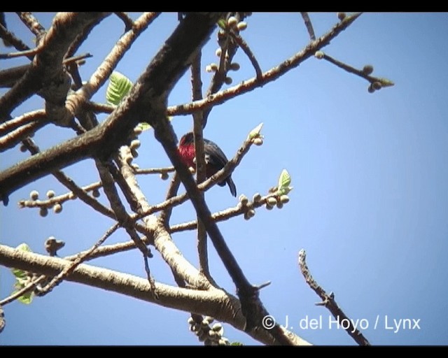 Double-toothed Barbet - ML201243081