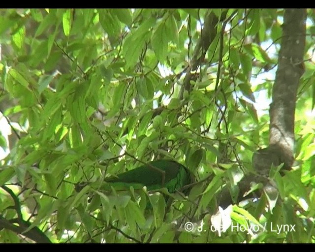 Yellow-fronted Parrot - ML201243171