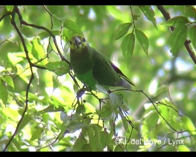 Yellow-fronted Parrot - ML201243181