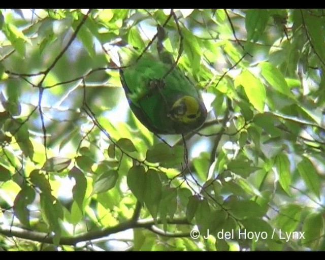 Yellow-fronted Parrot - ML201243191