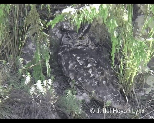 Cape Eagle-Owl (Northern) - ML201243331