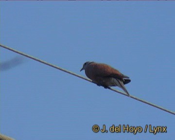Red Collared-Dove - ML201243441