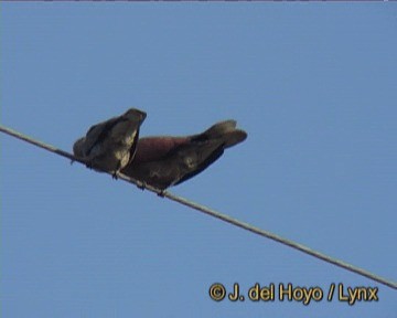 Red Collared-Dove - ML201243451