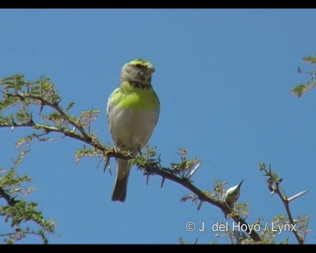White-bellied Canary - ML201243661
