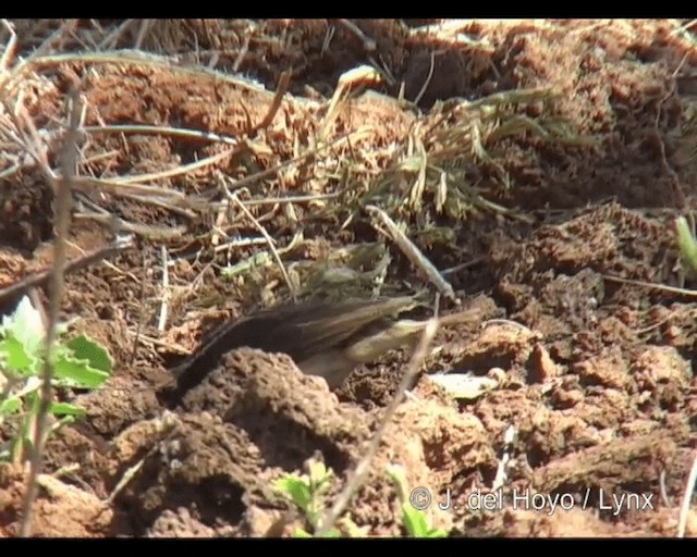 Straw-tailed Whydah - ML201243741